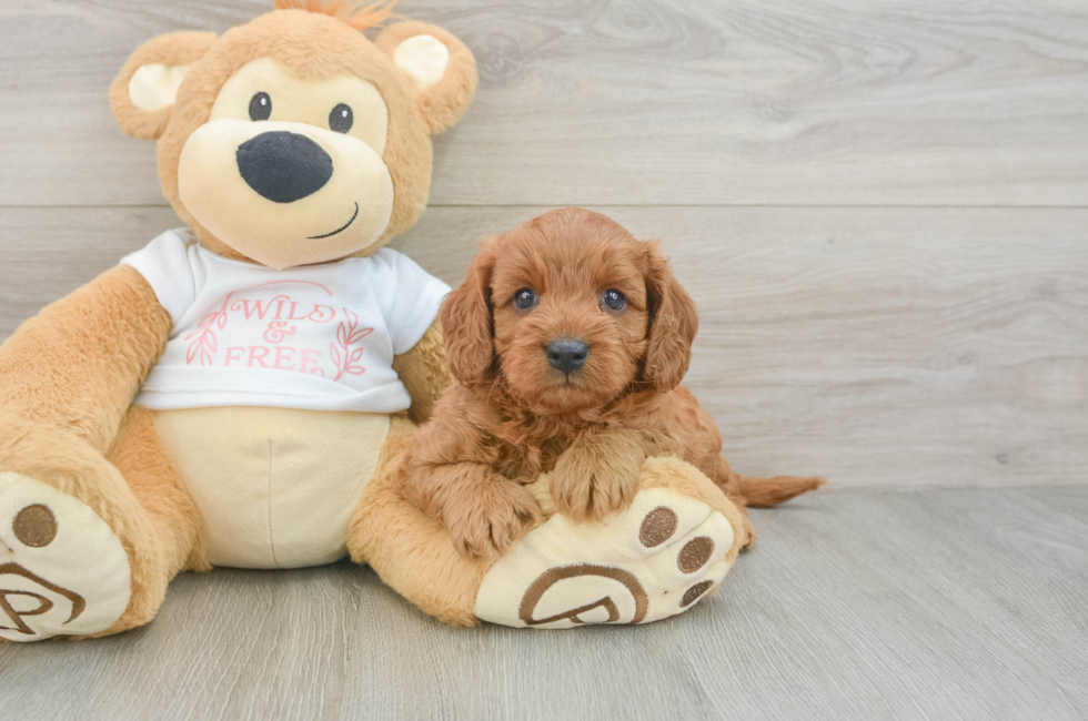 6 week old Cavapoo Puppy For Sale - Pilesgrove Pups