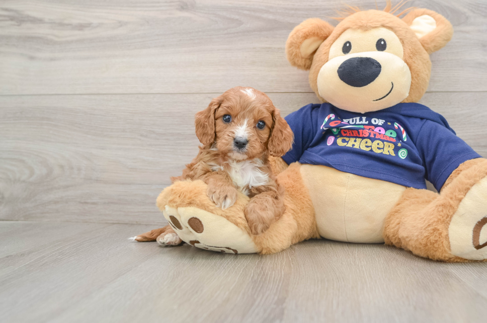 5 week old Cavapoo Puppy For Sale - Pilesgrove Pups