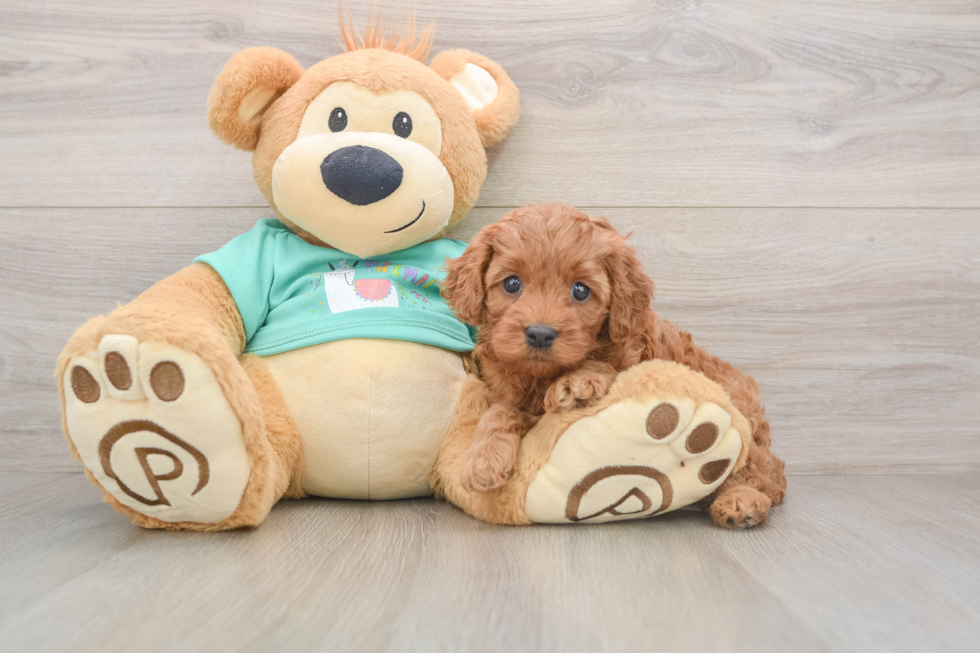 Hypoallergenic Cavadoodle Poodle Mix Puppy