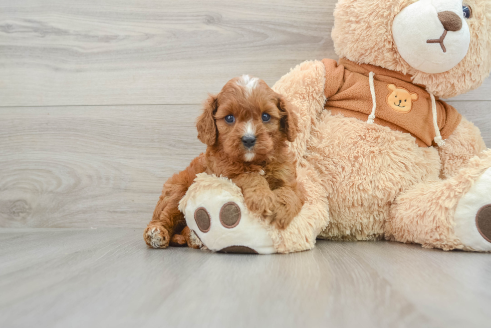 Smart Cavapoo Poodle Mix Pup