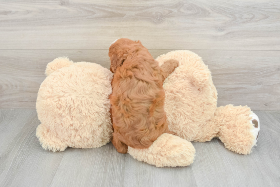 Fluffy Cavapoo Poodle Mix Pup