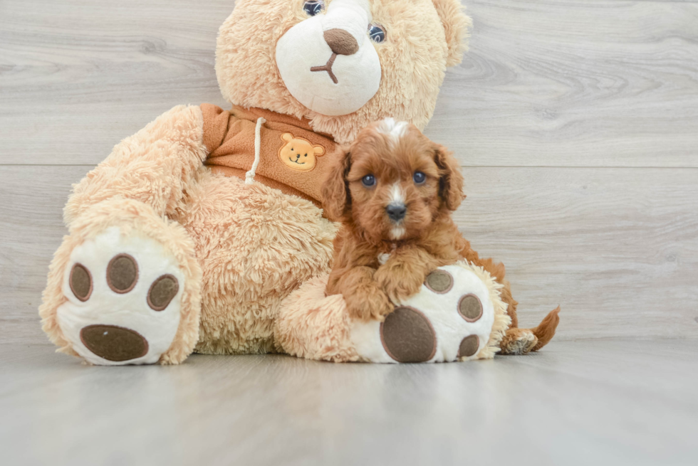 Smart Cavapoo Poodle Mix Pup