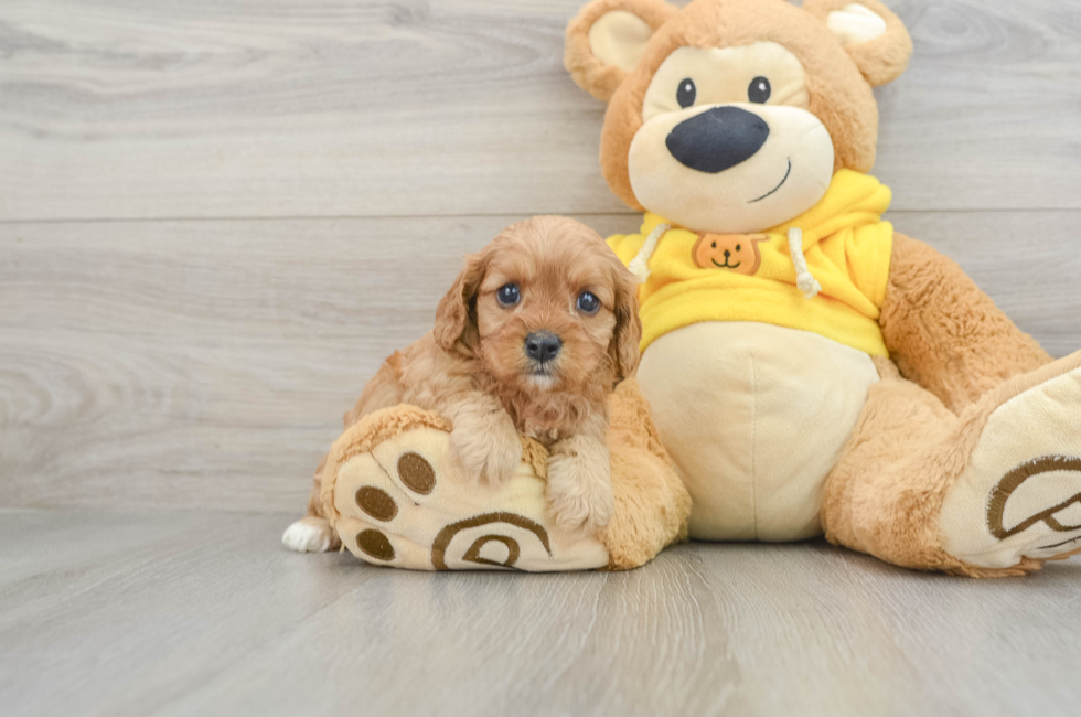 6 week old Cavapoo Puppy For Sale - Pilesgrove Pups