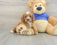 7 week old Cavapoo Puppy For Sale - Pilesgrove Pups