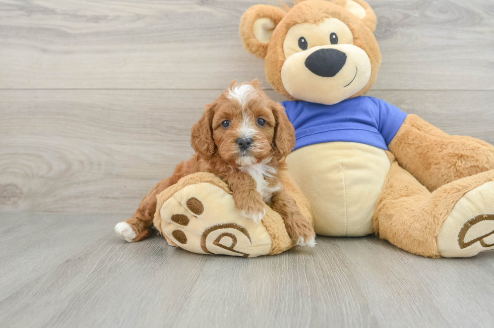 7 week old Cavapoo Puppy For Sale - Pilesgrove Pups