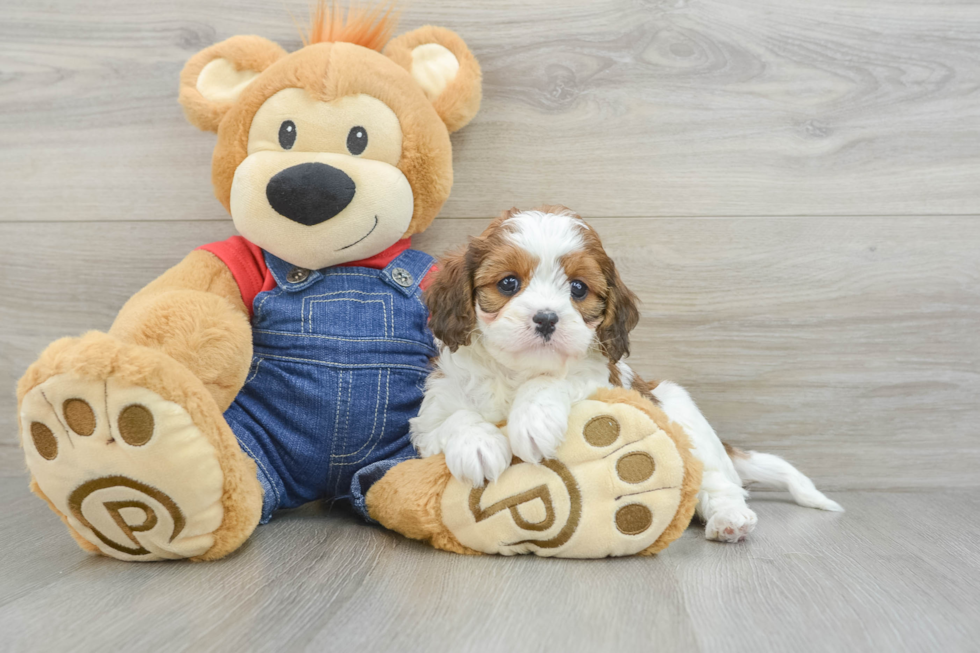 Cavapoo Pup Being Cute