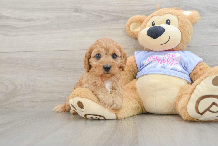 Best Cavapoo Baby