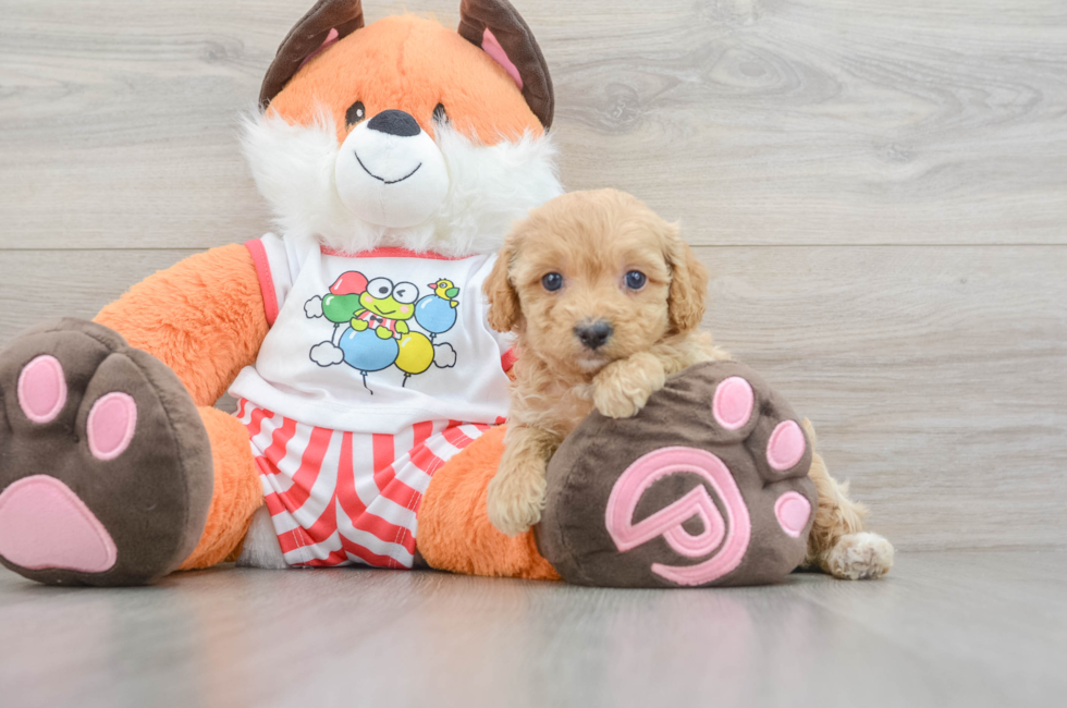 7 week old Cavapoo Puppy For Sale - Pilesgrove Pups