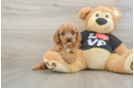 Popular Cavapoo Poodle Mix Pup