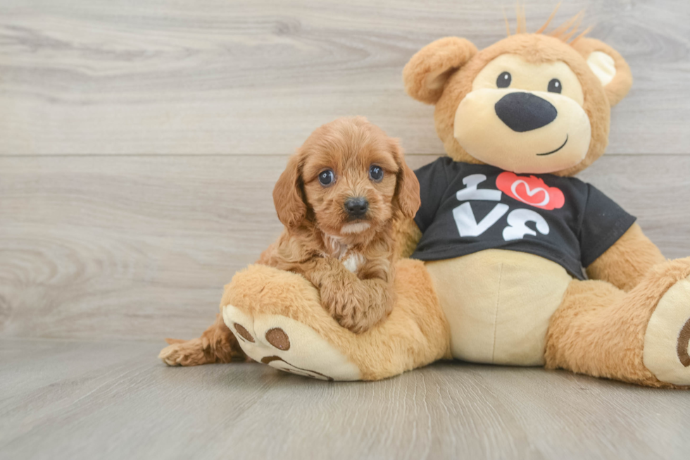 Popular Cavapoo Poodle Mix Pup