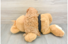 Hypoallergenic Cavadoodle Poodle Mix Puppy