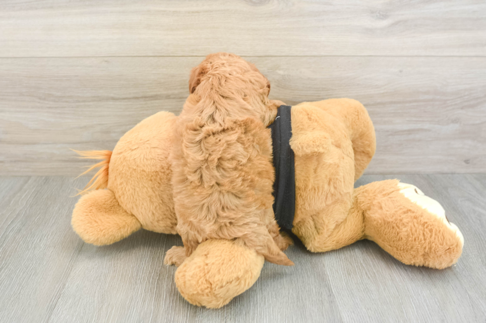 Hypoallergenic Cavadoodle Poodle Mix Puppy