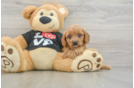 Sweet Cavapoo Baby