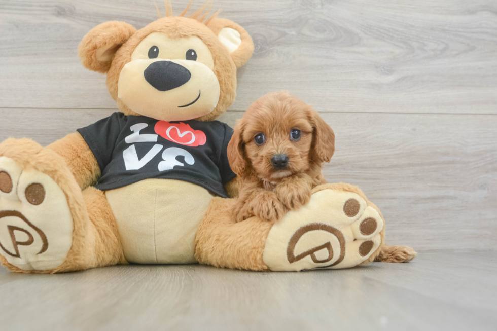 Sweet Cavapoo Baby