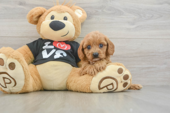 Sweet Cavapoo Baby