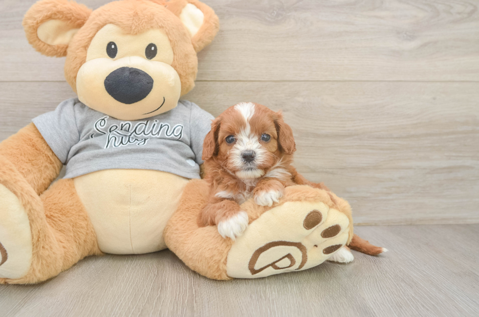 5 week old Cavapoo Puppy For Sale - Pilesgrove Pups
