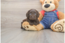Petite Cavapoo Poodle Mix Pup