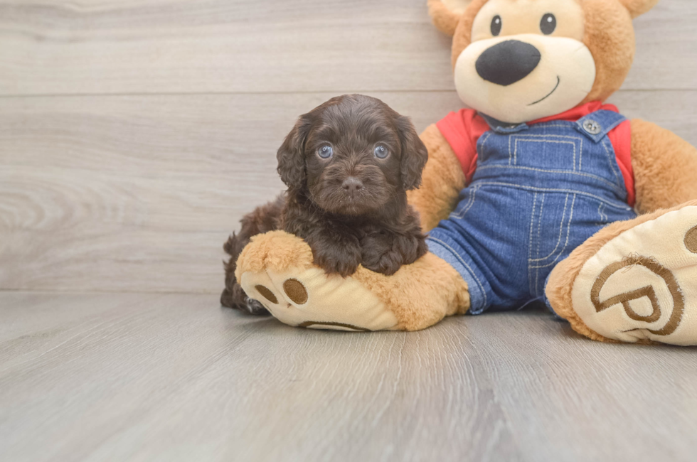 5 week old Cavapoo Puppy For Sale - Pilesgrove Pups