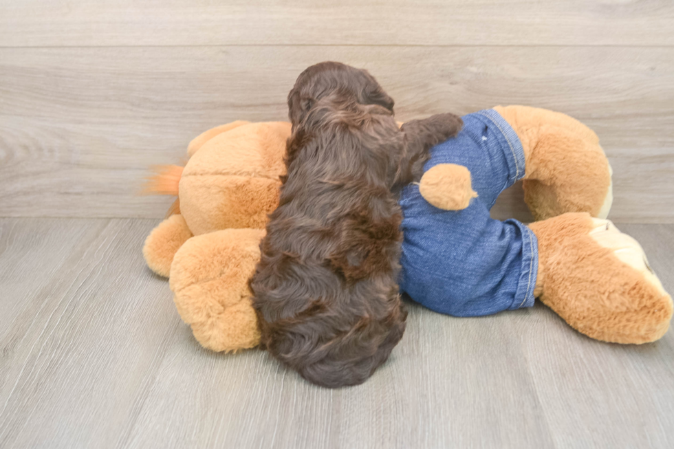 Happy Cavapoo Baby