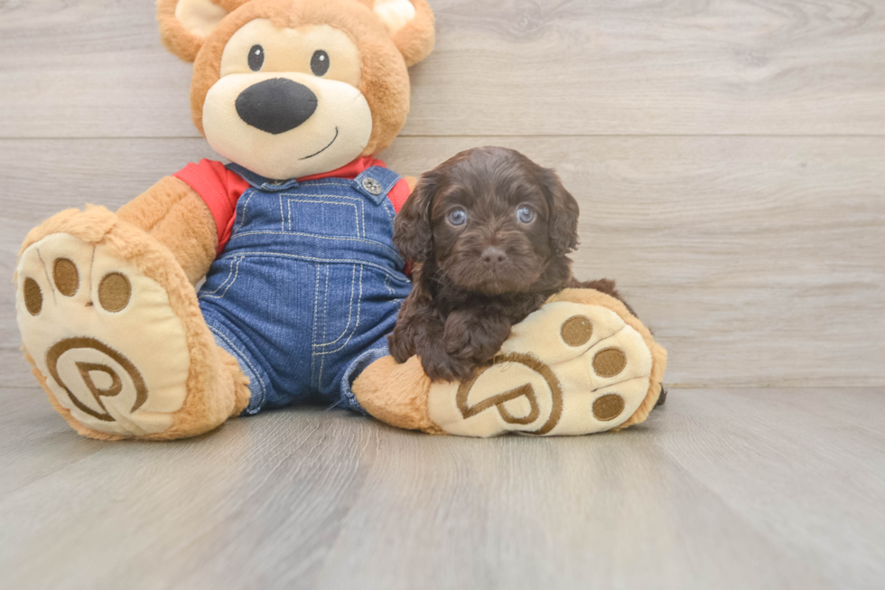 Little Cavipoo Poodle Mix Puppy