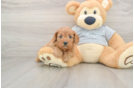 Cavapoo Puppy for Adoption