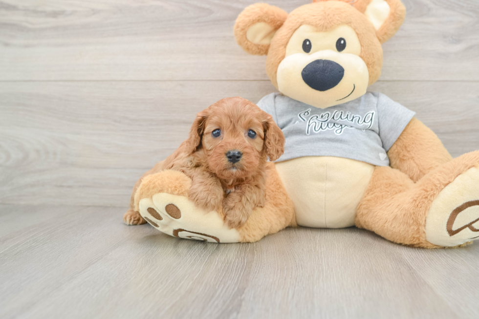 Cavapoo Puppy for Adoption