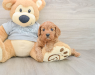 8 week old Cavapoo Puppy For Sale - Pilesgrove Pups