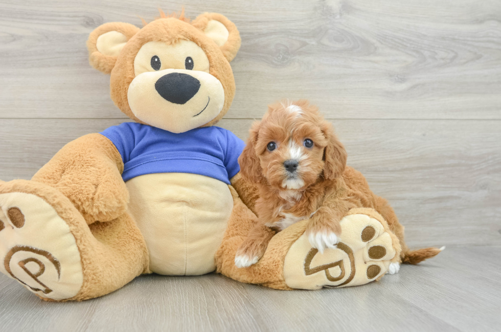 7 week old Cavapoo Puppy For Sale - Pilesgrove Pups