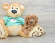 8 week old Cavapoo Puppy For Sale - Pilesgrove Pups
