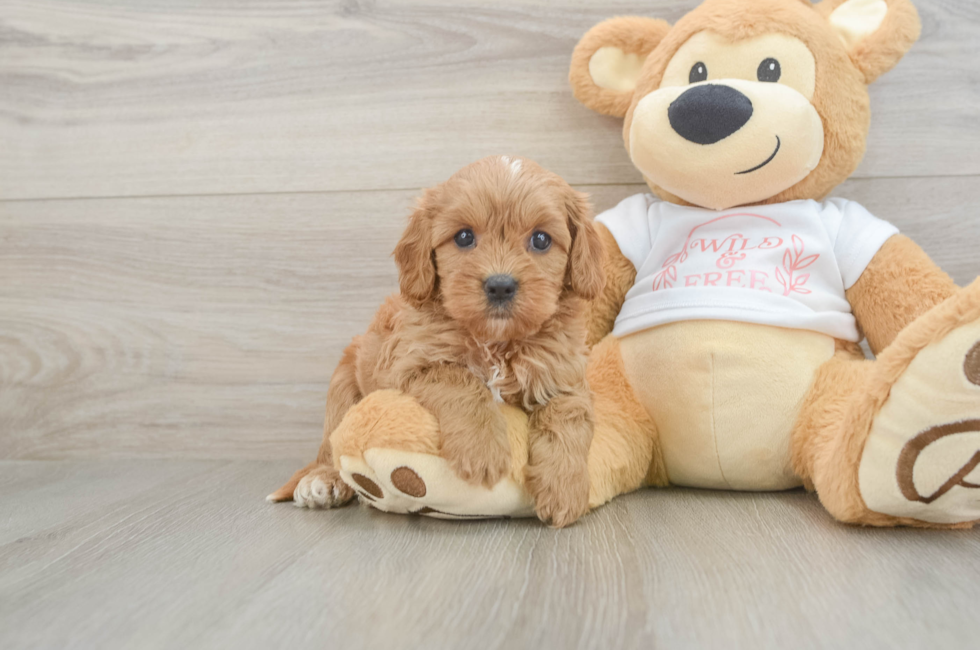 6 week old Cavapoo Puppy For Sale - Pilesgrove Pups