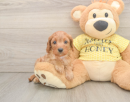 9 week old Cavapoo Puppy For Sale - Pilesgrove Pups