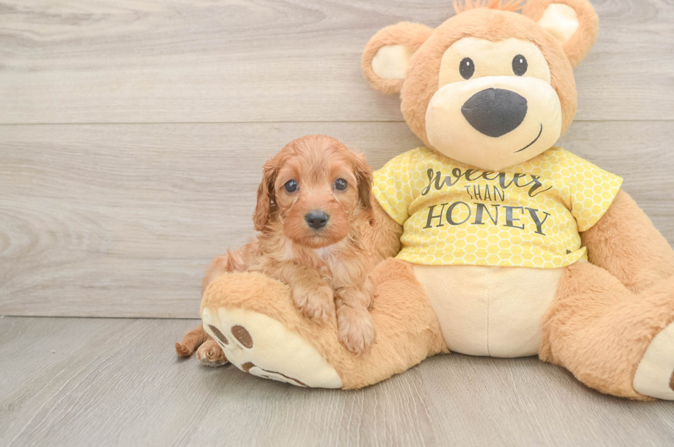 7 week old Cavapoo Puppy For Sale - Pilesgrove Pups