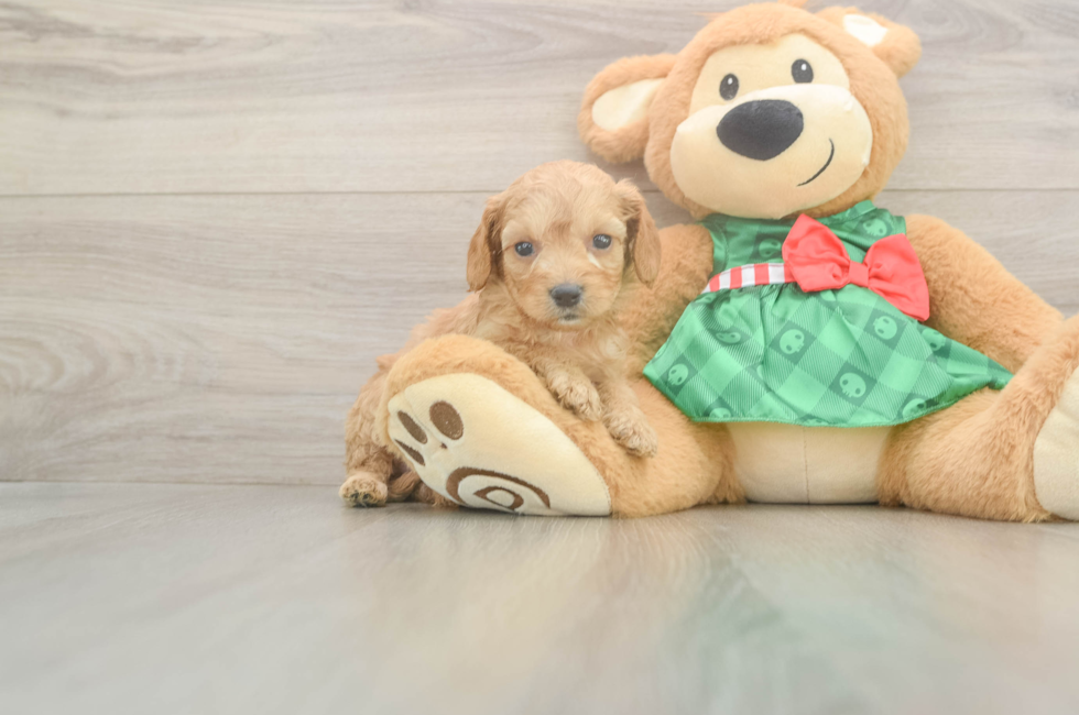 5 week old Cavapoo Puppy For Sale - Pilesgrove Pups