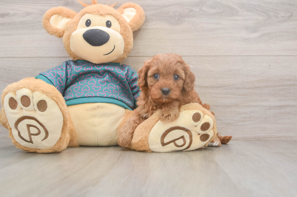 5 week old Cavapoo Puppy For Sale - Pilesgrove Pups