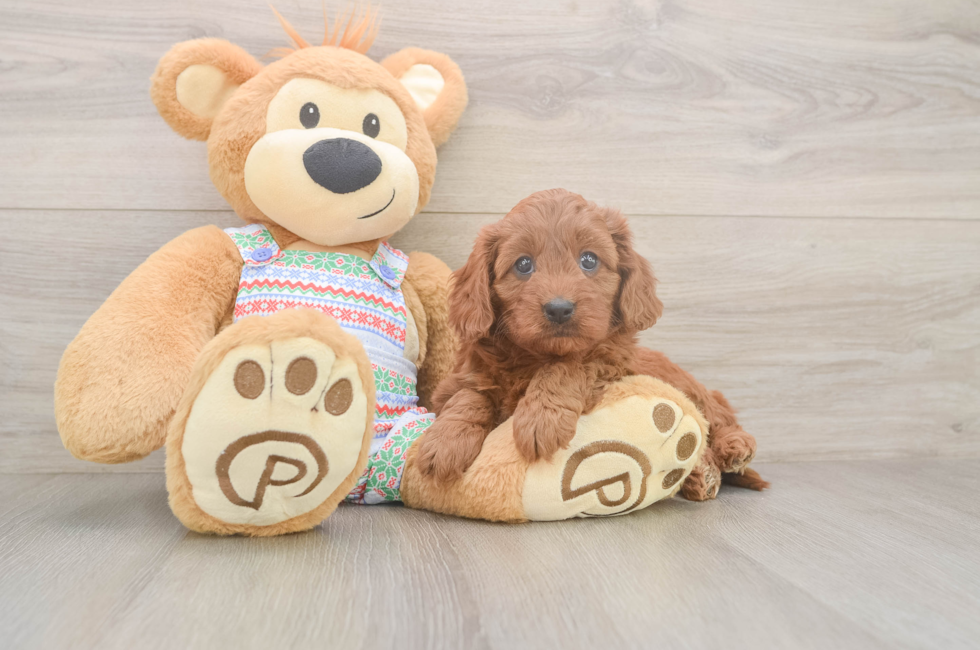 5 week old Cavapoo Puppy For Sale - Pilesgrove Pups