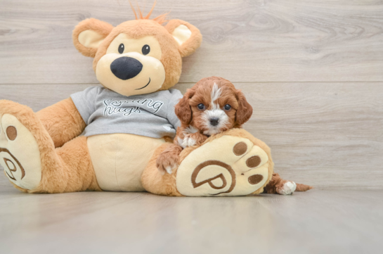 Cavapoo Puppy for Adoption