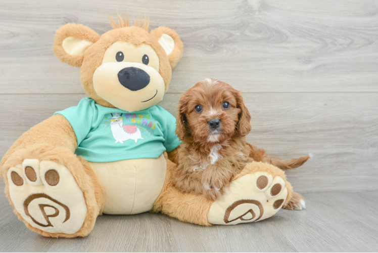 Sweet Cavapoo Baby