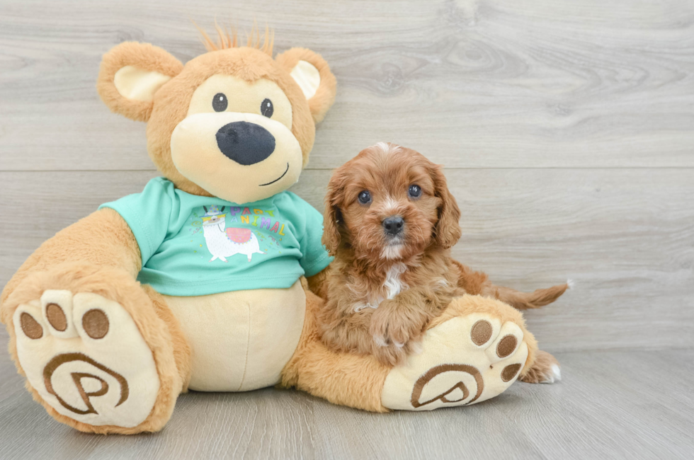 6 week old Cavapoo Puppy For Sale - Pilesgrove Pups