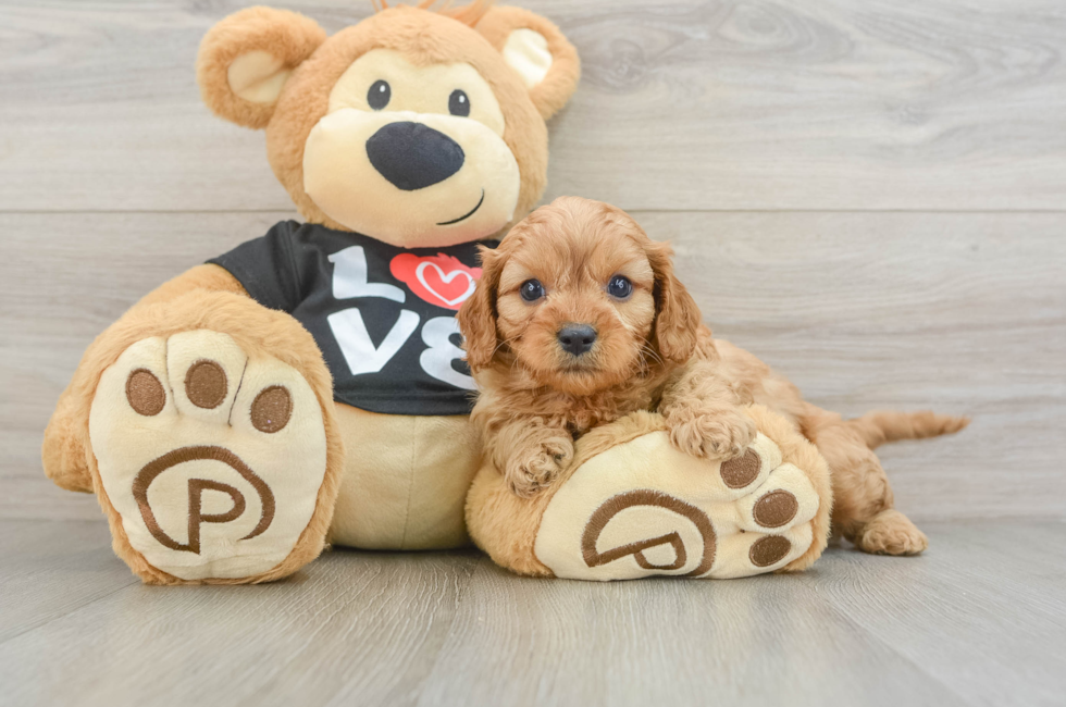 6 week old Cavapoo Puppy For Sale - Pilesgrove Pups