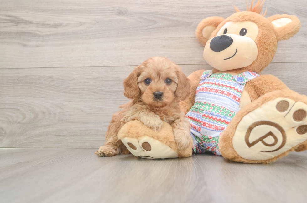 5 week old Cavapoo Puppy For Sale - Pilesgrove Pups