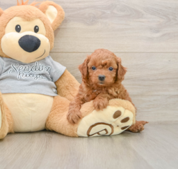 8 week old Cavapoo Puppy For Sale - Pilesgrove Pups