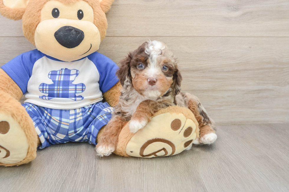 Cavapoo Pup Being Cute