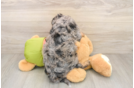 Petite Cavapoo Poodle Mix Pup
