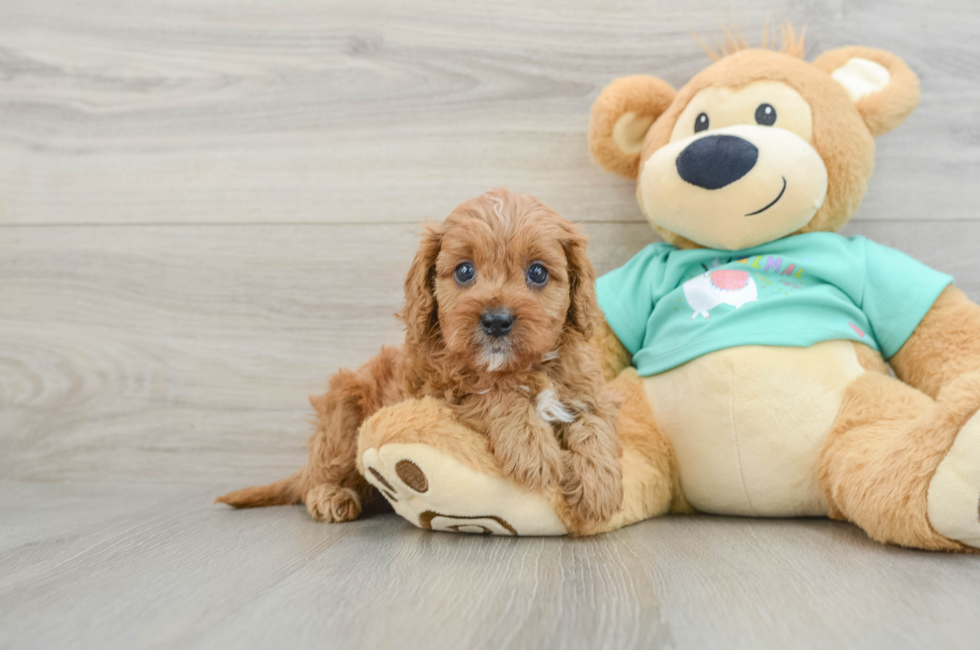 7 week old Cavapoo Puppy For Sale - Pilesgrove Pups