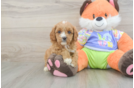 Best Cavapoo Baby