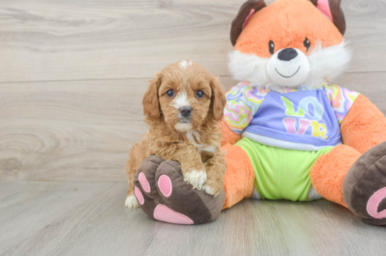 Best Cavapoo Baby