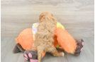 Hypoallergenic Cavadoodle Poodle Mix Puppy