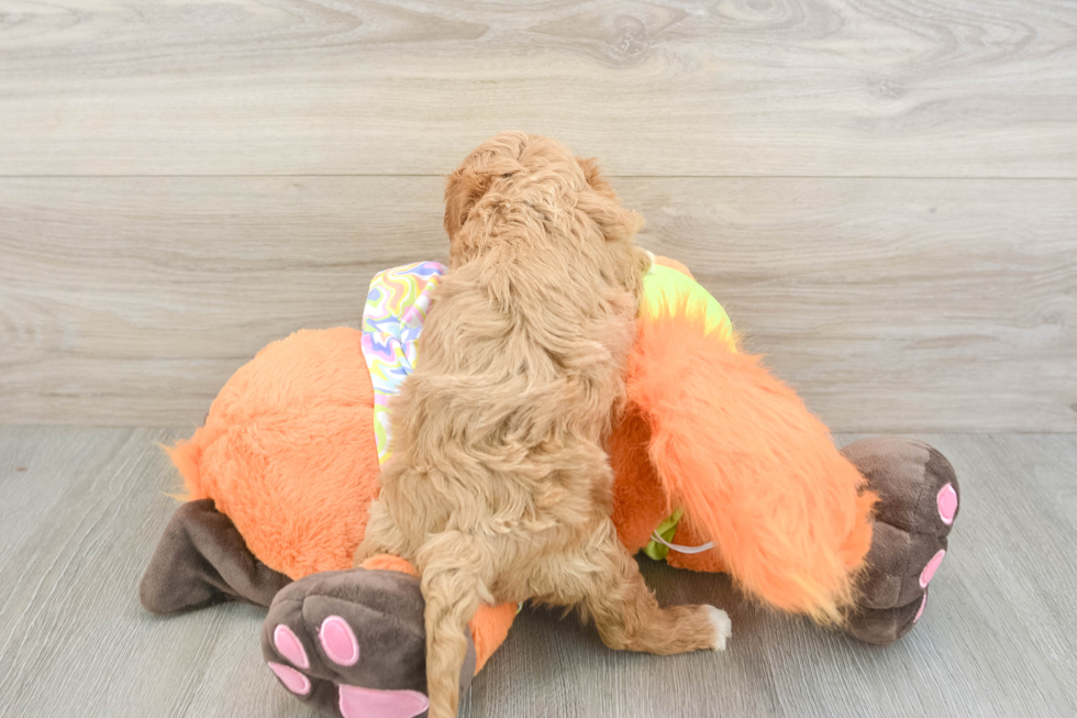 Hypoallergenic Cavadoodle Poodle Mix Puppy