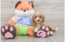 Cavapoo Puppy for Adoption