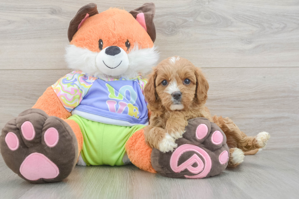 Cavapoo Puppy for Adoption